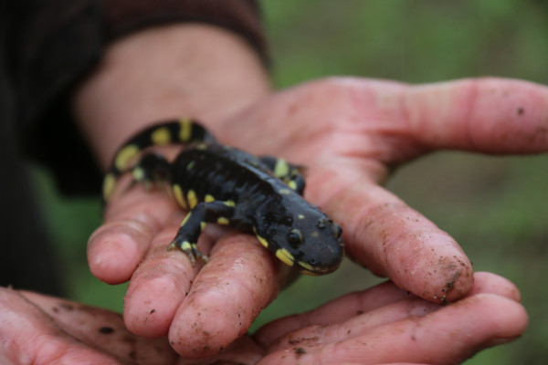 California Tiger Salamander Habitat Recovery — Project Manager Kyle D. Peczkowski, 2023