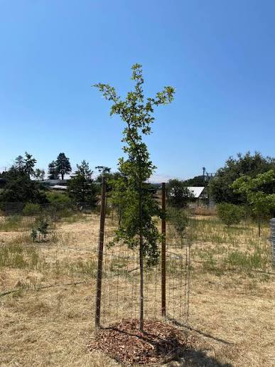 The Quiet Work of Mulch: Protecting the Living Space Beneath Our Trees