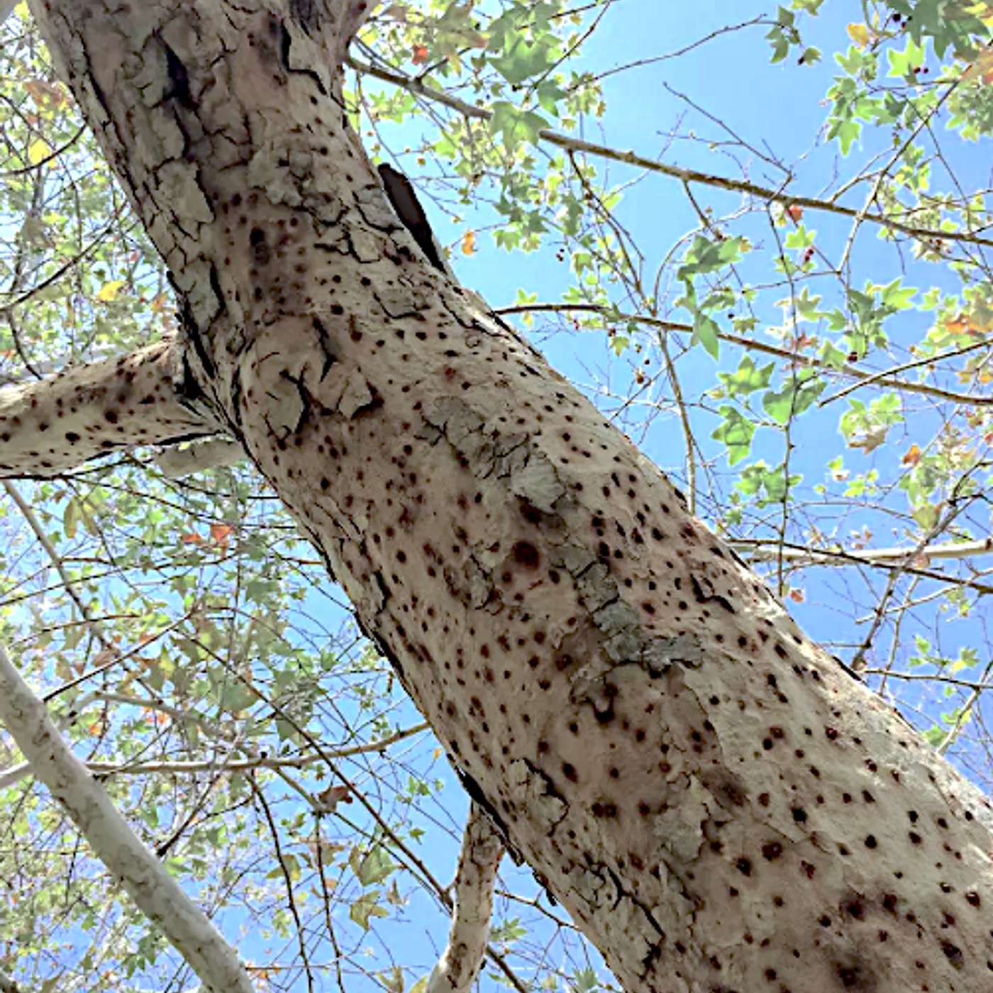 Invasive Shot Hole Borer Rapid Response — Lead Arborist & Incident Coordinator Kyle D. Peczkowski, 2024