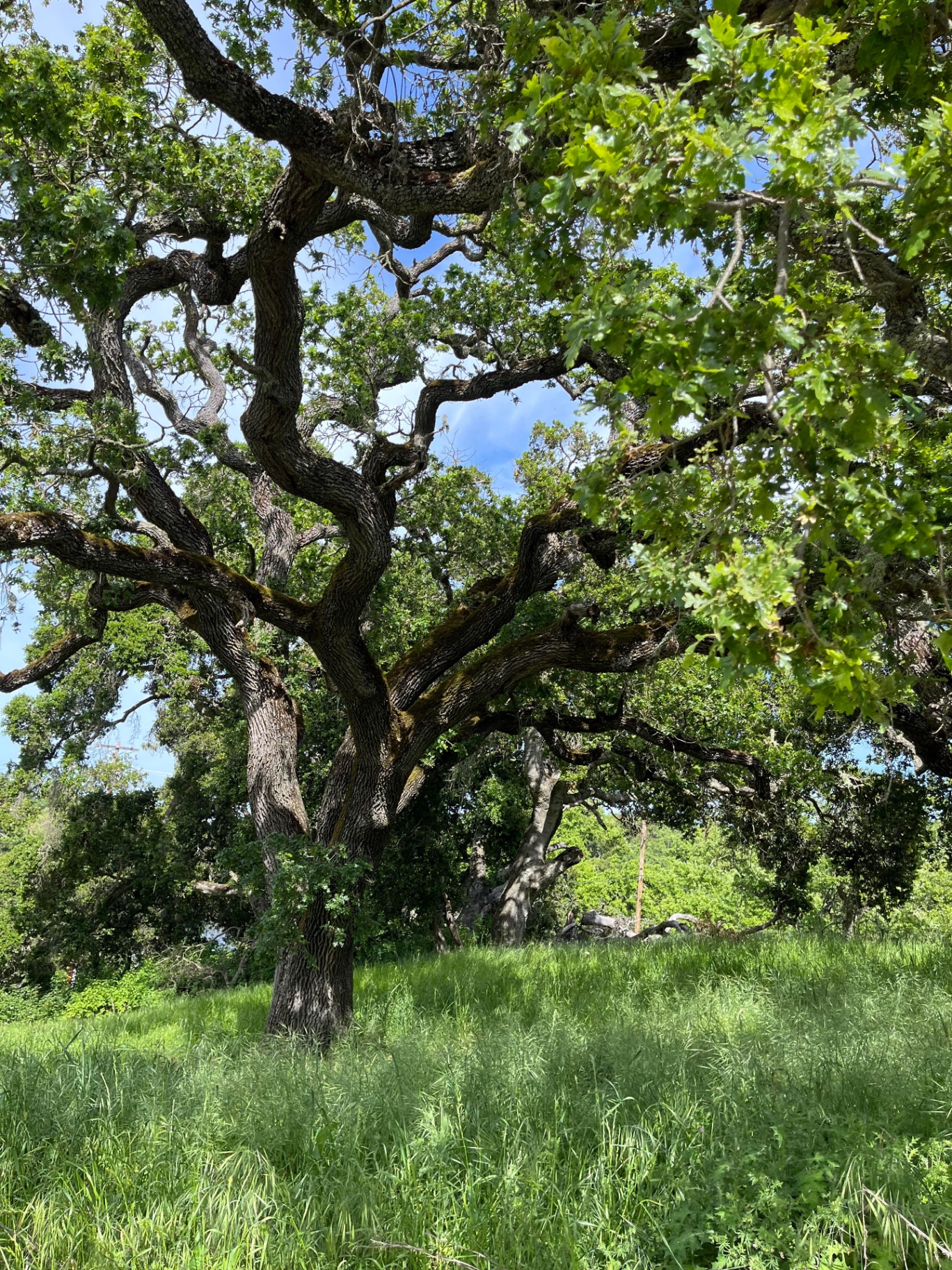 Heritage Oak Risk Inventory — Lead Arborist Kyle D. Peczkowski, 2023
