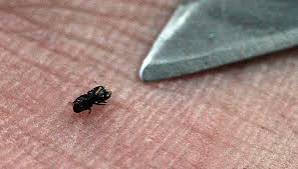 Tracking the Shot Hole Borer: Lessons from the IPM TAG Collaborative