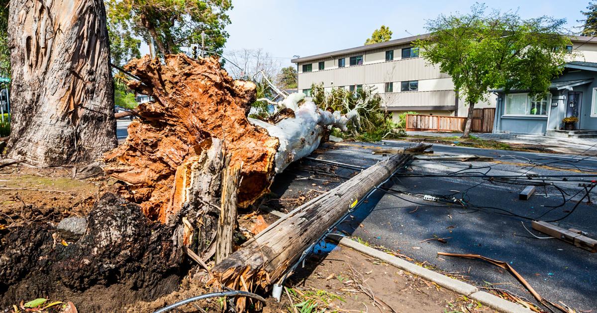 Reusing Fallen Wood: Santa Clara County Was Ahead of Its Time, and What We're Doing About It Now