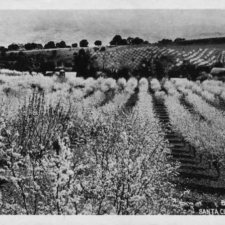 Santa Clara County Was a Food Forest of Orchards. Why Stop Now?