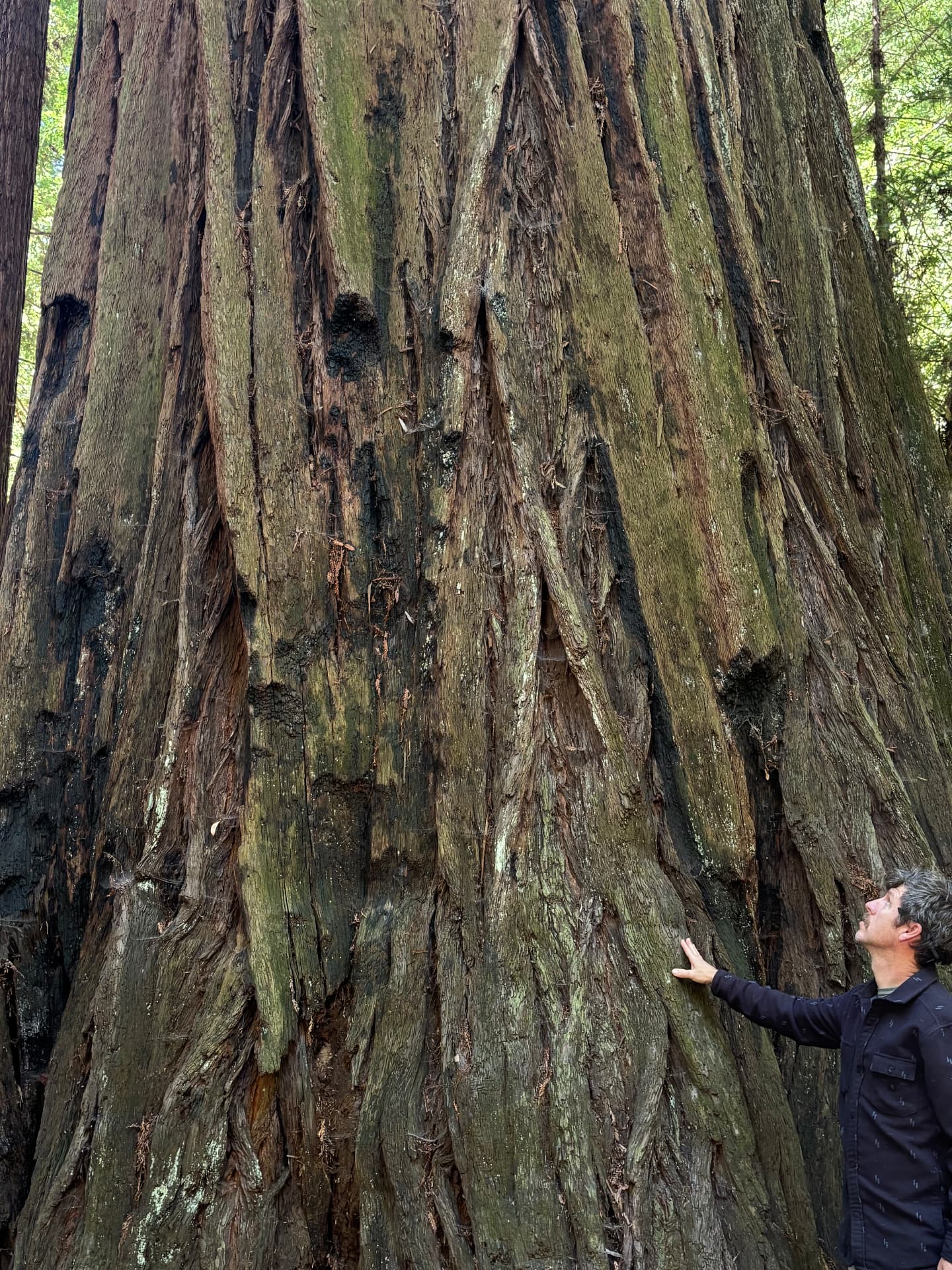 Heritage Tree Conservation Program — Conservation Lead & Arborist Kyle D. Peczkowski, 2024