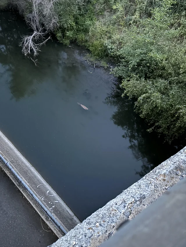 Beavers As Integrated Pest Management